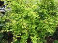 Coral Barl Maple
